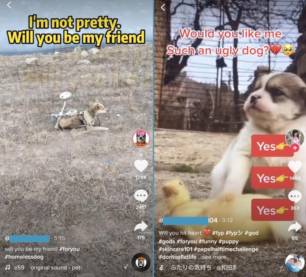 Мошенничество в TikTok LIVE: Украденные видеозаписи используются для получения подарков TikTok и продвижения мошенничества с целью заработка